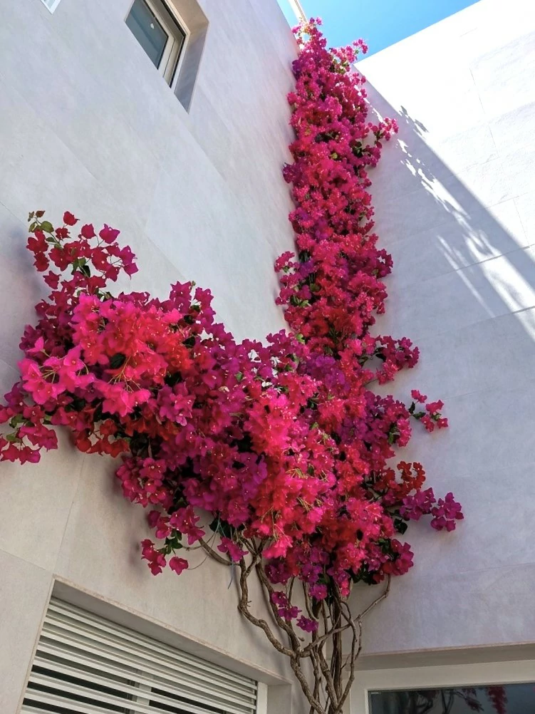 Patio La Torre